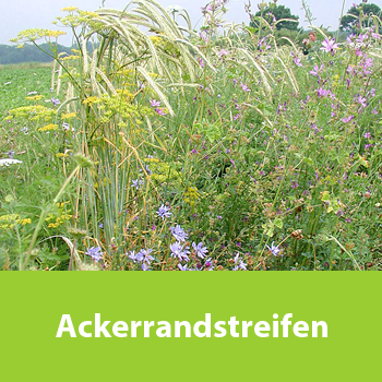 Ackerrandstreifen