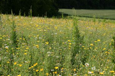 Veitshöchheimer Bienenweide