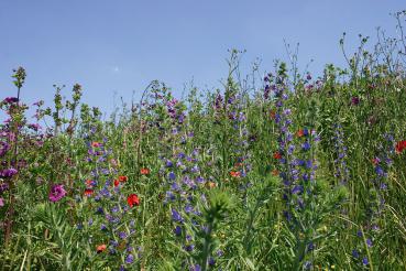 Veitshöchheimer Bienenweide