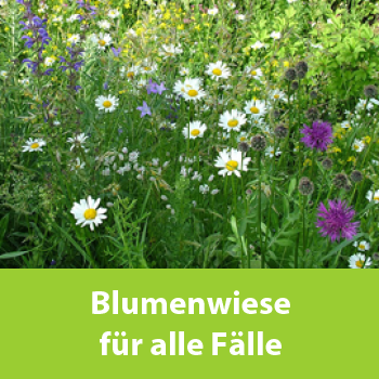 Blumenwiese für alle Fälle