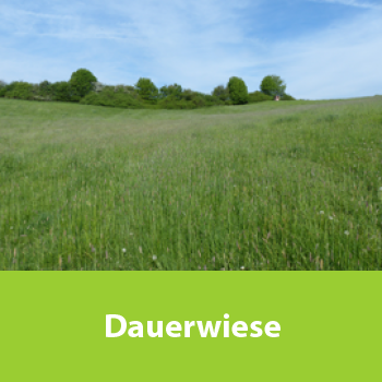 Dauerwiese