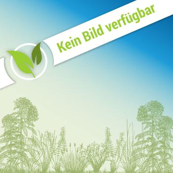 RSM 8.1.3 - Biotop-Rasen: Magerstandorte, neutral-alkalisch, Kalk