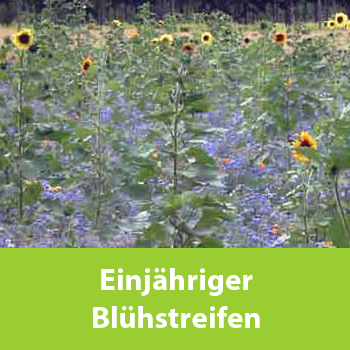 Einjähriger Blühstreifen für Wildäcker