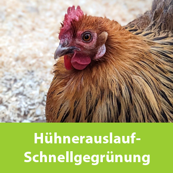 Hühnerauslauf - Schnellbegrünung