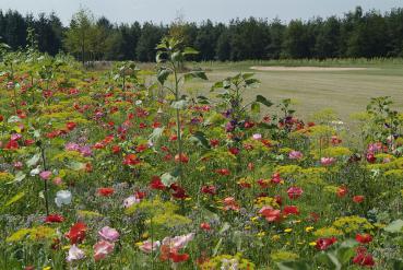 Gratis Sommerzauber Saatgutpäckchen für 10 m²