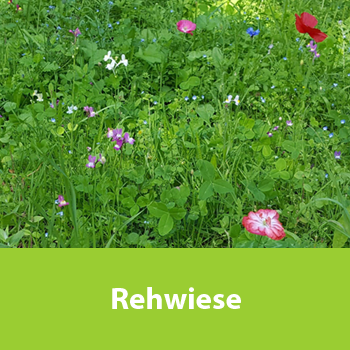 Rehwiese