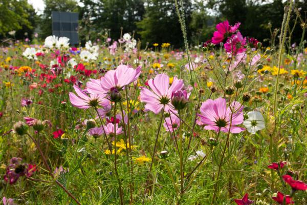 Cosmos