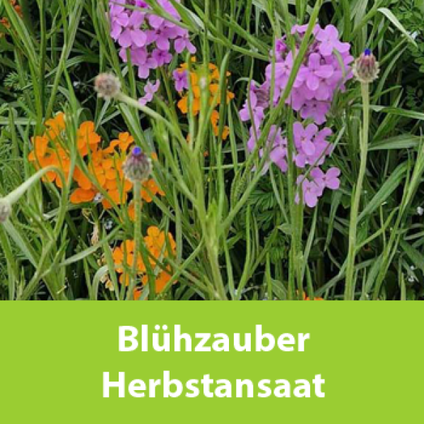 Blühzauber Herbstansaat