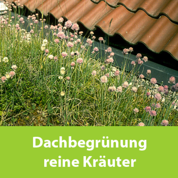 Dachbegrünung reine Kräuter