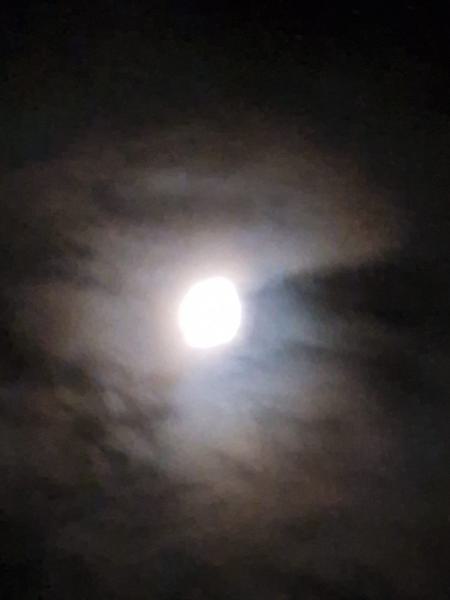 Falter- und Fledermaus-Oase