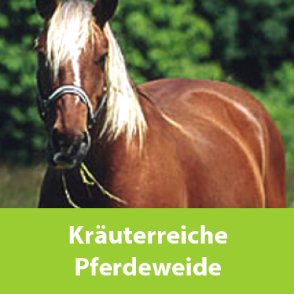 Kräuterreiche Pferdeweide