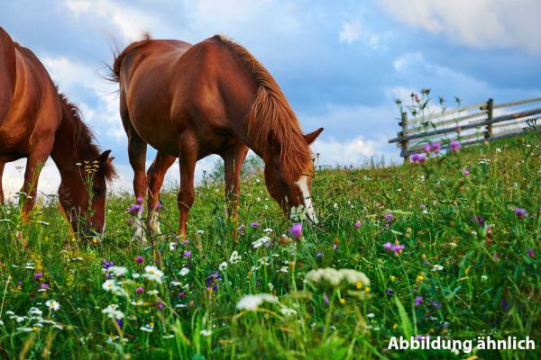 Insektenfreundliche Pferdeblühmischung - 100% Kräuter, i.Z.m. Frau Dr. Romanazzi