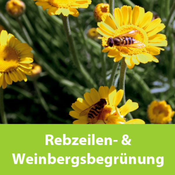 Rebzeilen- u. Weinbergbegrünung