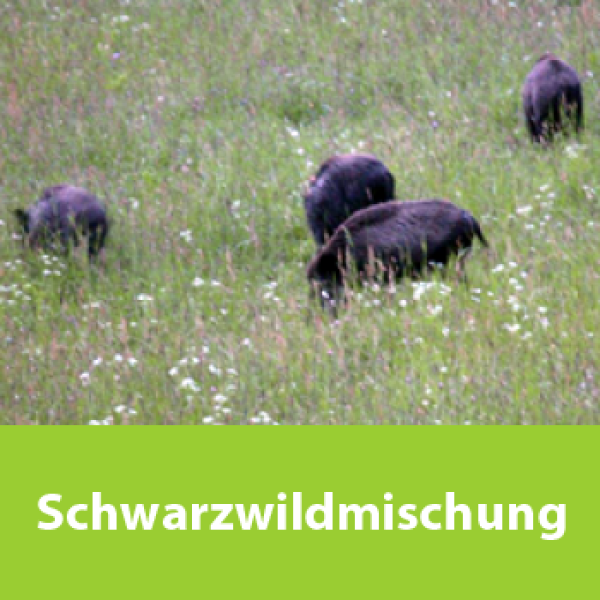 Schwarzwildmischung für Wildäcker