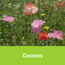 Cosmos