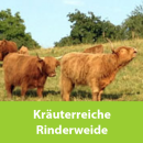 Kräuterreiche Rinderweide