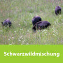 Schwarzwildmischung